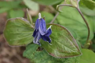 Clematis integrifolia ex Pamiat Serdsta