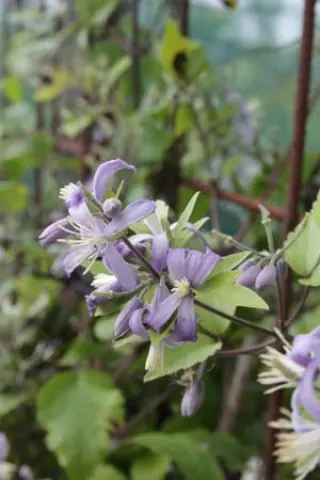 Clematis jouiniana 'Praecox'