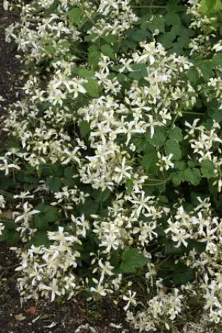 Clematis 'Marinka'