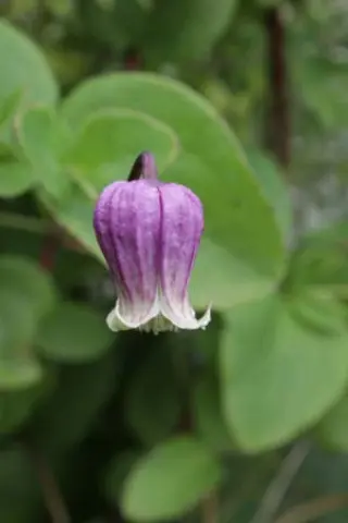 Clematis pitcheri