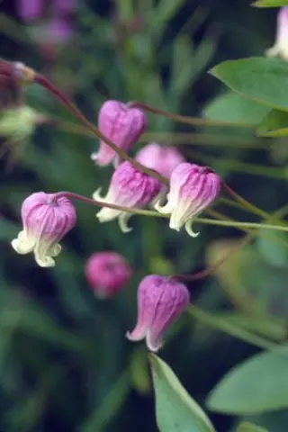 Clematis pitcheri