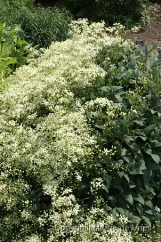Clematis recta 'Peveril'