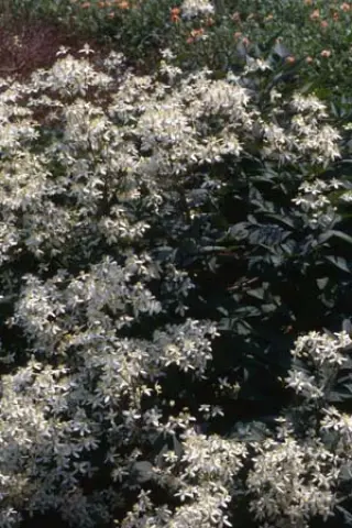 Clematis recta 'Purpurea'