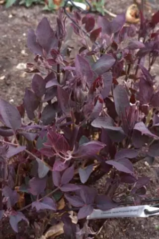 Clematis recta 'Purpurea'