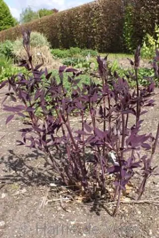 Clematis recta 'Velvet Night'