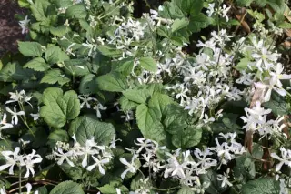 Clematis 'Sander'