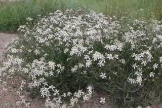Clematis songarica