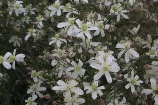 Clematis songarica