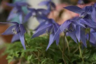 Clematis tenuiloba 'Ylva'
