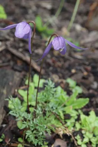 Clematis tenuiloba 'Ylva'