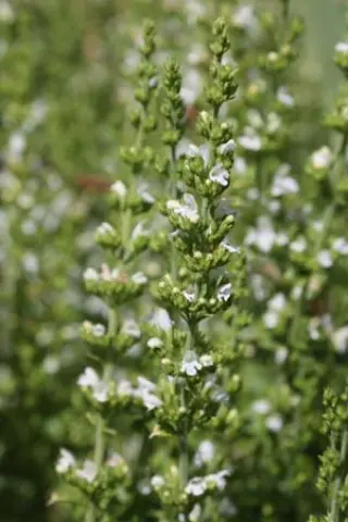 Clinopodium dalmaticum