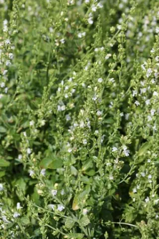 Clinopodium dalmaticum