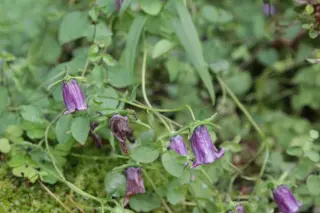 Codonopsis bhutanica