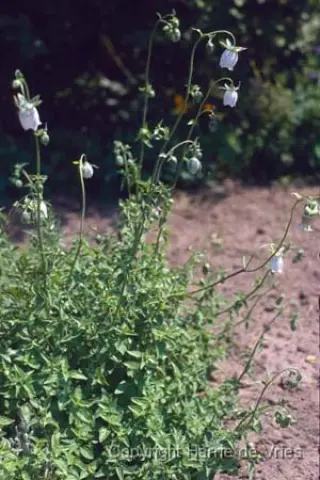 Codonopsis clematidea