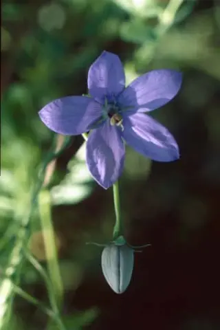 Codonopsis forrestii (convolv. forrestii)