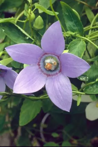 Codonopsis grey-wilsonii (convolv.)