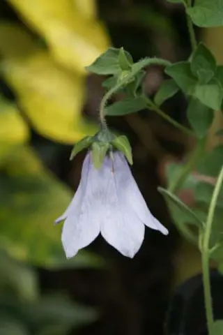 Codonopsis ovata