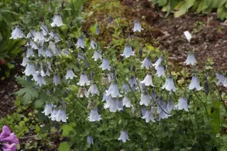 Codonopsis ovata