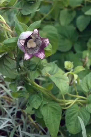Codonopsis rotundifolia grandiflora