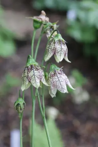Codonopsis subscaposa