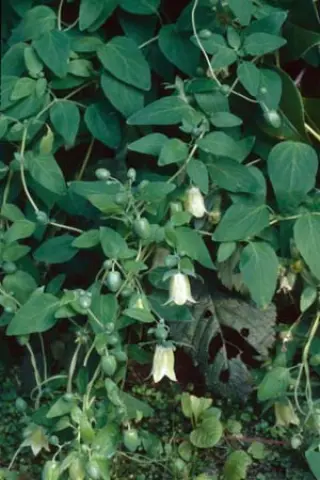 Codonopsis tangshen HeHeHe191