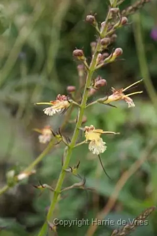 Collinsonia canadensis