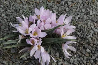 Colchicum hungaricum 'Rosea'