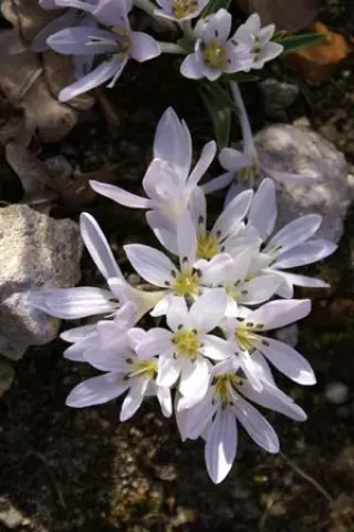 Colchicum hungaricum 'Velebit Star'