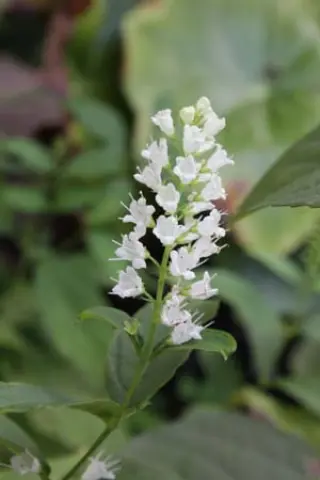 Collinsonia japonica 'Snow White'