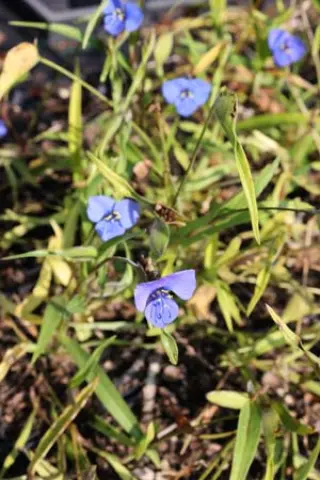 Commelina dianthifolia