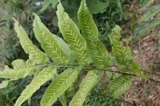 Coniogramme emeiensis