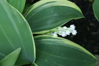 Convallaria majalis 'Albostriatum'