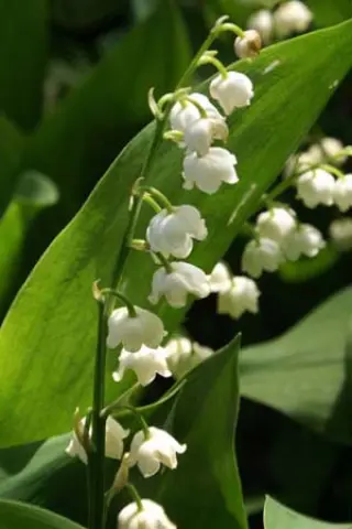 Convallaria majalis 'Bridal Choice'