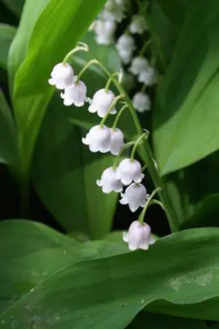 Convallaria majalis 'Rosea'