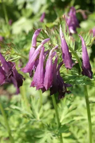 Corydalis anthriscifolia