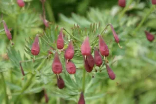 Corydalis anthriscifolia