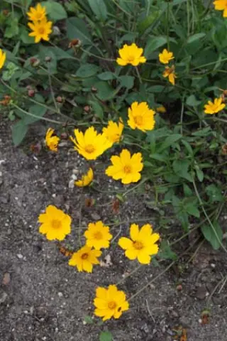 Coreopsis auriculata 'Elfin Gold'