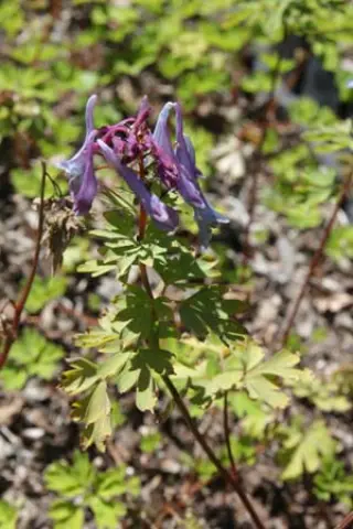 Corydalis 'Blue Line'