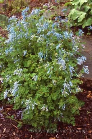 Corydalis 'Blue Panda'