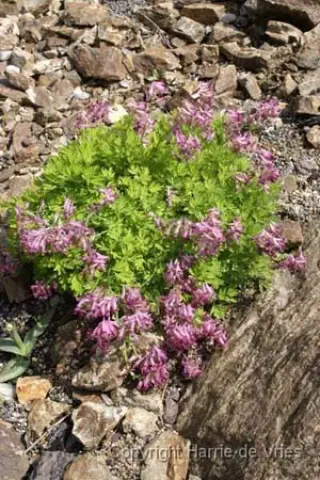 Corydalis buschii