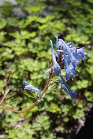 Corydalis cashmeriana x omeiensis