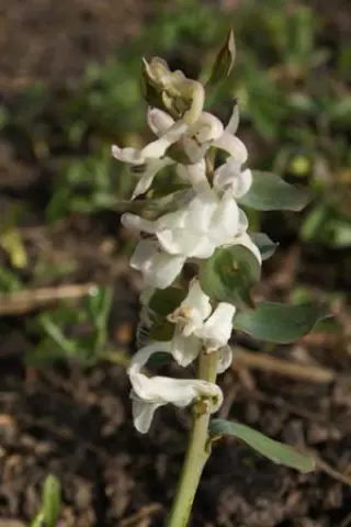 Corydalis cava 'Alba'