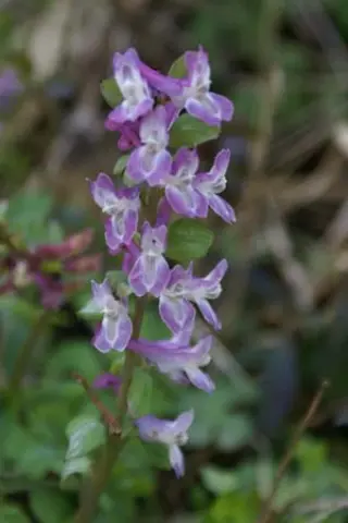 Corydalis cava