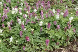 Corydalis cava