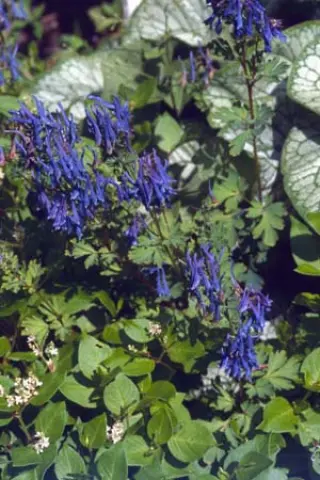 Corydalis elata