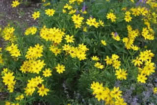 Coreopsis x 'El Dorado'