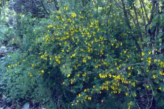 Coronilla emerus
