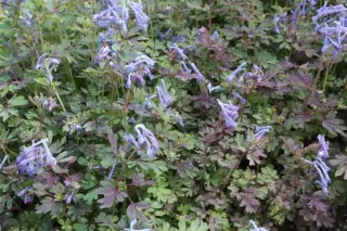 Corydalis flexuosa 'Purple Leaf'