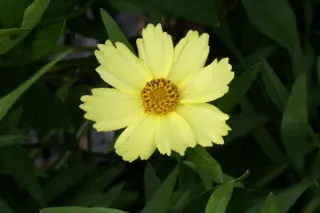 Coreopsis 'Full Moon'