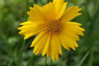 Coreopsis grandiflora (small lfd form)